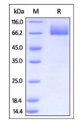 Mouse B7-2, Fc Tag on SDS-PAGE under reducing (R) condition. The gel was stained overnight with Coomassie Blue. The purity of the protein is greater than 95%.